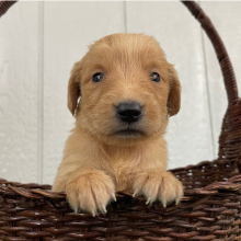 Golden Retriever Puppy Queenie