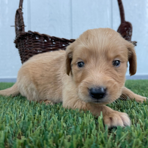 Golden Retriever Puppy Queenie