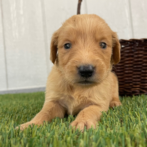 Golden Retriever Puppy Queenie