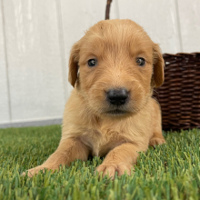 Golden Retriever Puppy Queenie