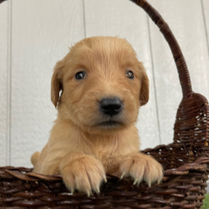 Golden Retriever Puppy Queenie
