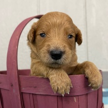 Goldendoodle Puppy Pricilla