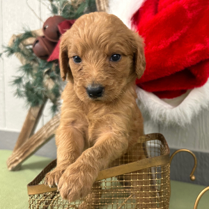 Goldendoodle Puppy Pricilla