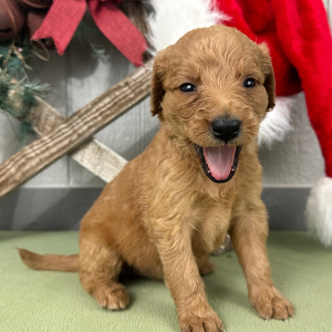 Goldendoodle Puppy Pricilla