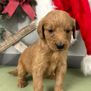 Goldendoodle Puppy Pricilla