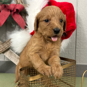 Goldendoodle Puppy Pricilla