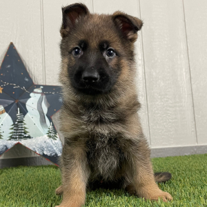 German Shepherd Dog Puppy Oliver