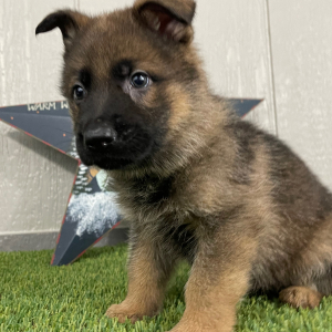 German Shepherd Dog Puppy Oliver