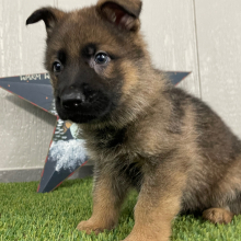 German Shepherd Dog Puppy Oliver