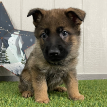German Shepherd Dog Puppy Oliver