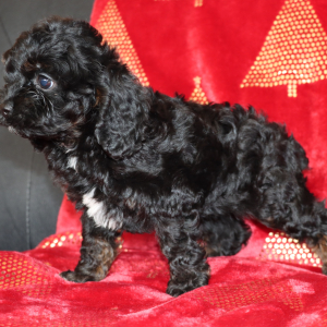 Cockapoo Puppy Pixie