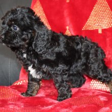 Cockapoo Puppy Pixie