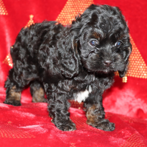 Cockapoo Puppy Pixie