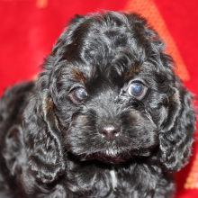 Cockapoo Puppy Pixie