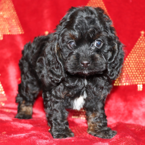 Cockapoo Puppy Pixie