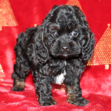 Cockapoo Puppy Pixie