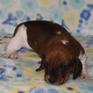 Dachshund Puppy Pepper