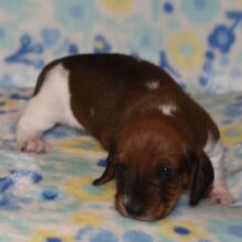 Dachshund Puppy Pepper
