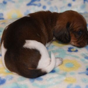 Dachshund Puppy Pepper