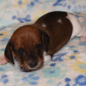 Dachshund Puppy Pepper