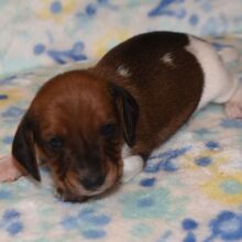 Dachshund Puppy Pepper