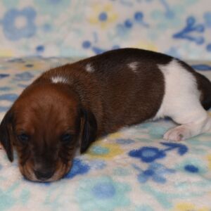 Dachshund Puppy Pepper