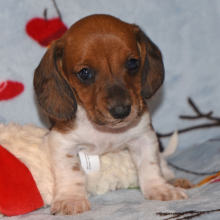Dachshund Puppy Pepper