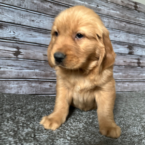 Golden Retriever Puppy Ray