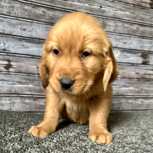 Golden Retriever Puppy Ray
