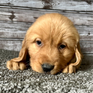 Golden Retriever Puppy Ray