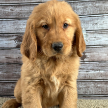 Golden Retriever Puppy Ray