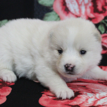 Pomsky Puppy Wonder Woman