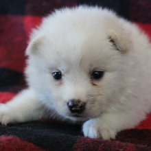Pomsky Puppy Wonder Woman