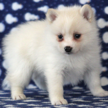 Pomsky Puppy Wonder Woman