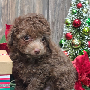 Poodle Puppy Chip