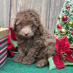 Poodle Puppy Chip