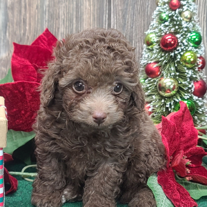Poodle Puppy Chip