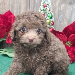 Poodle Puppy Chip