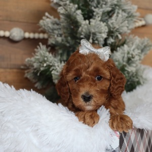 Poodle Puppy Rivers