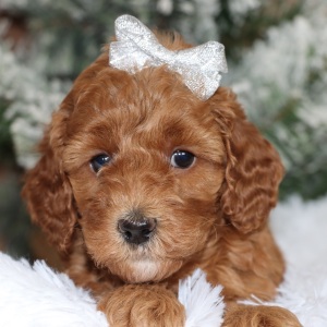Poodle Puppy Rivers