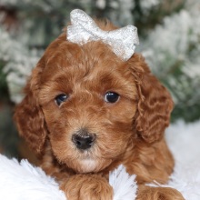 Poodle Puppy Rivers