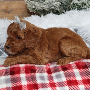 Poodle Puppy Rivers