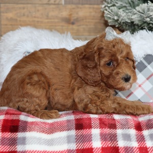 Poodle Puppy Rivers