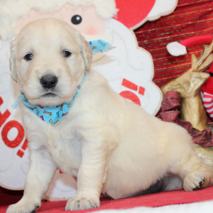 Golden Retriever Puppy Draco