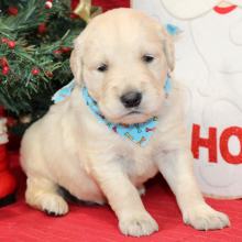 Golden Retriever Puppy Draco