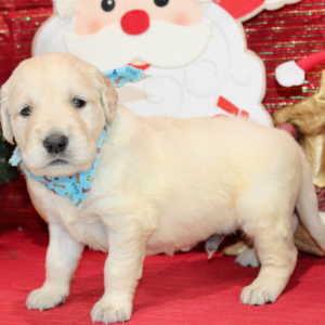 Golden Retriever Puppy Draco