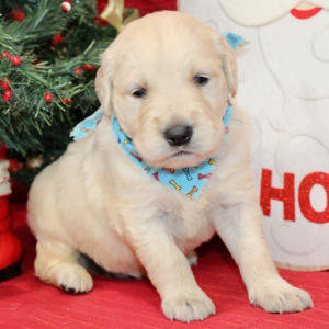 Golden Retriever Puppy Draco