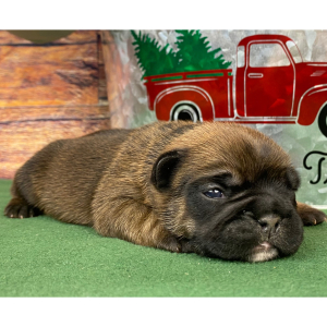 French Bulldog Puppy Ruby