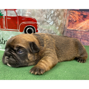 French Bulldog Puppy Ruby