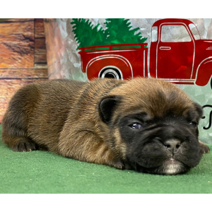 French Bulldog Puppy Ruby